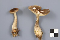 Ampulloclitocybe clavipes image